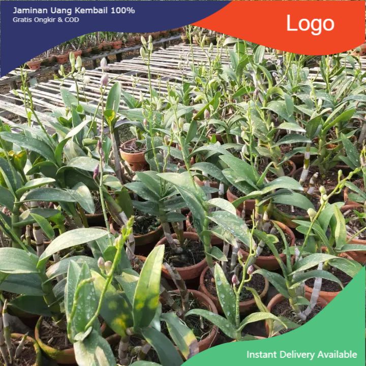 angrek dendrobium sudah kenop bunga/ tanaman hias anggrek dendrobium/bunga angrek dendrobium