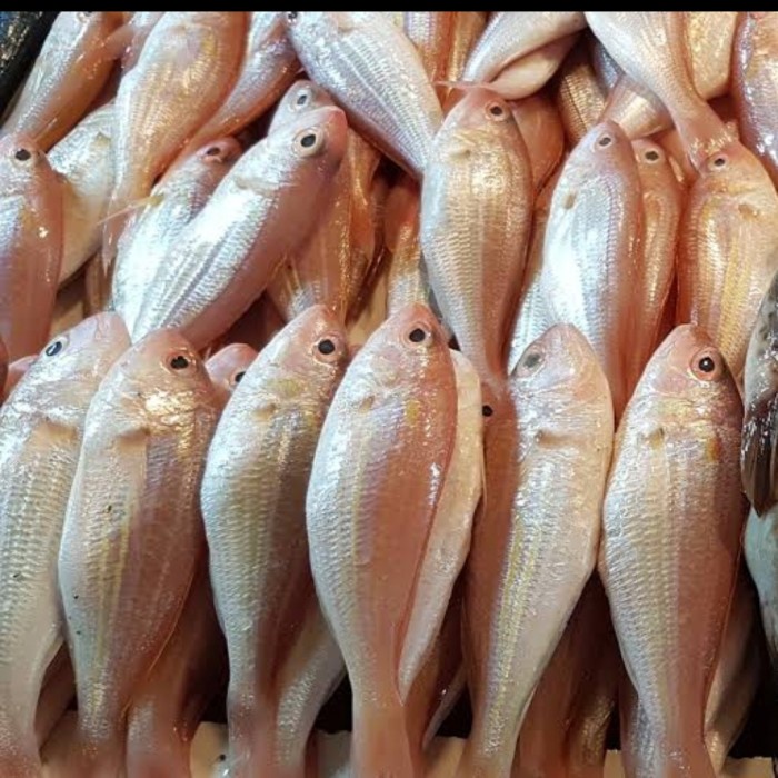 

Ikan Kurisi Segar
