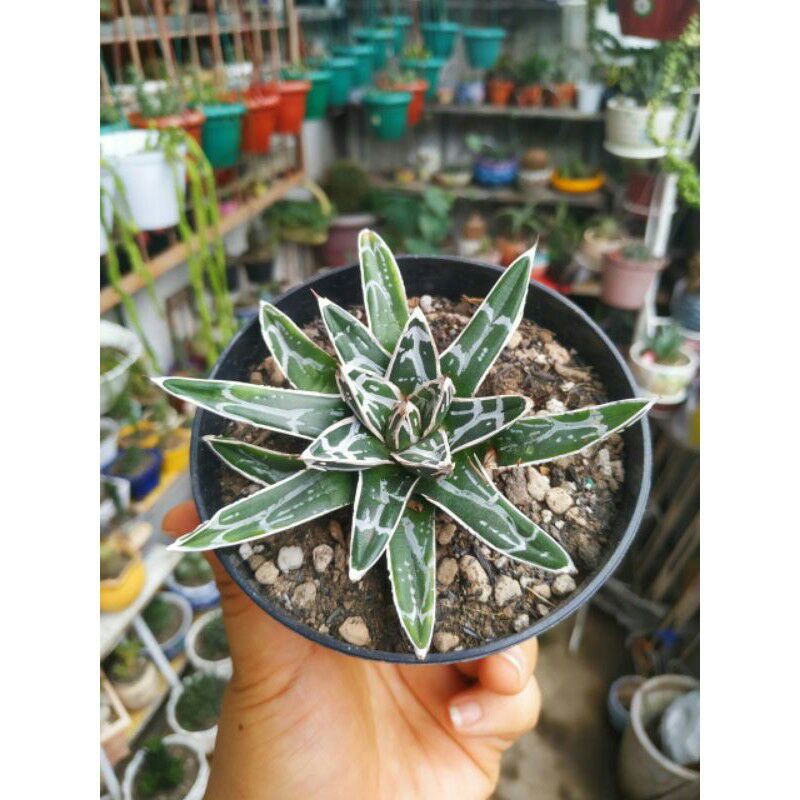 Kaktus Sekulen Agave Himeson full white