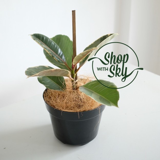 Ficus Tineke Variegata
