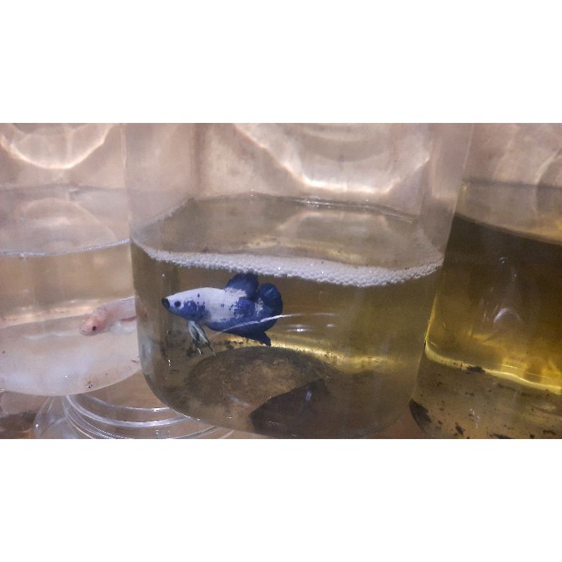 

ikan cupang blue pada