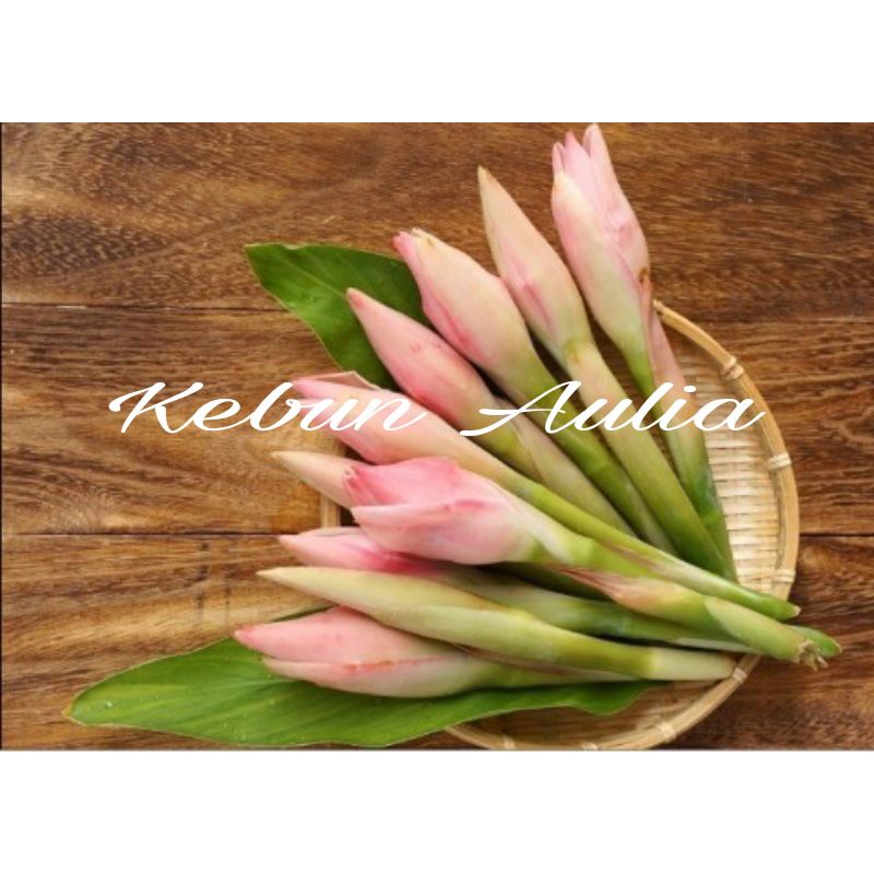 

Bunga Kecombrang Segar 500gr