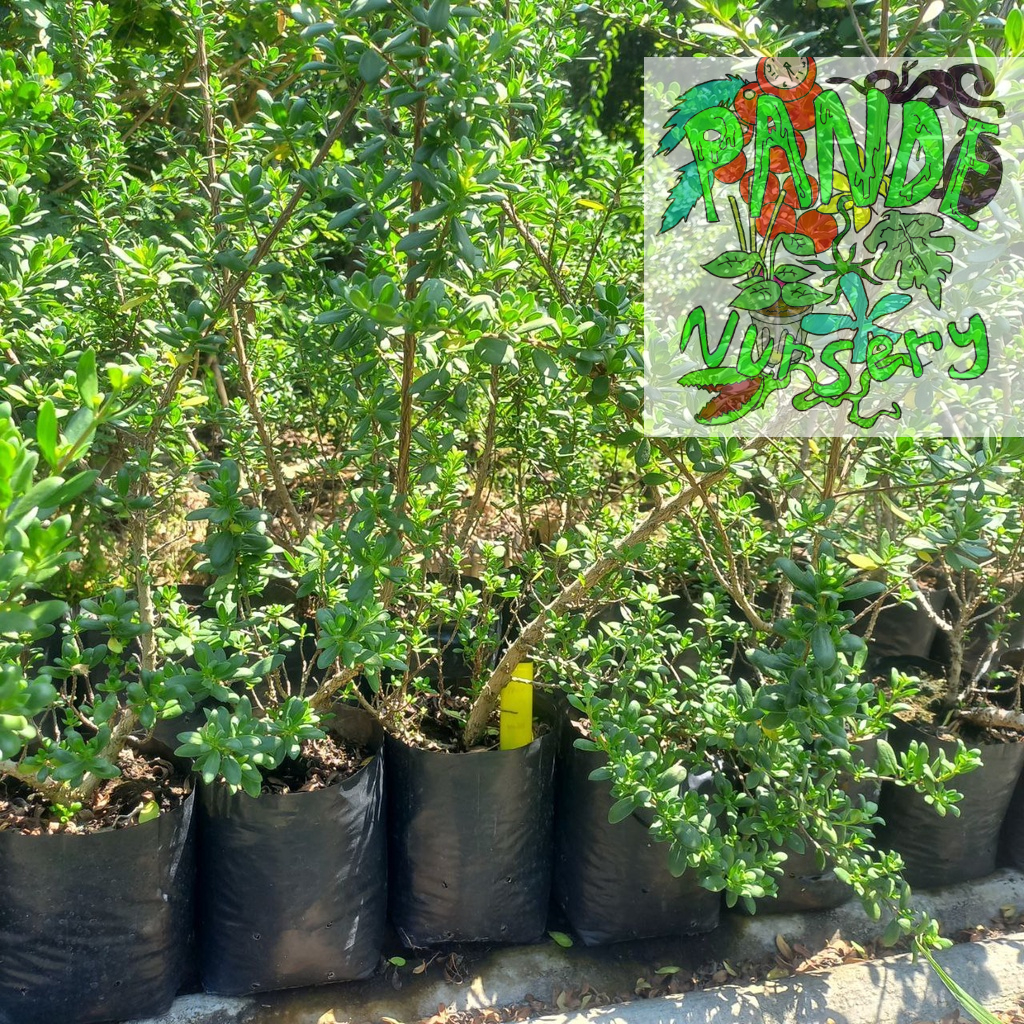 Santigi Semai Nusabarong dan Mawar Super Bibit