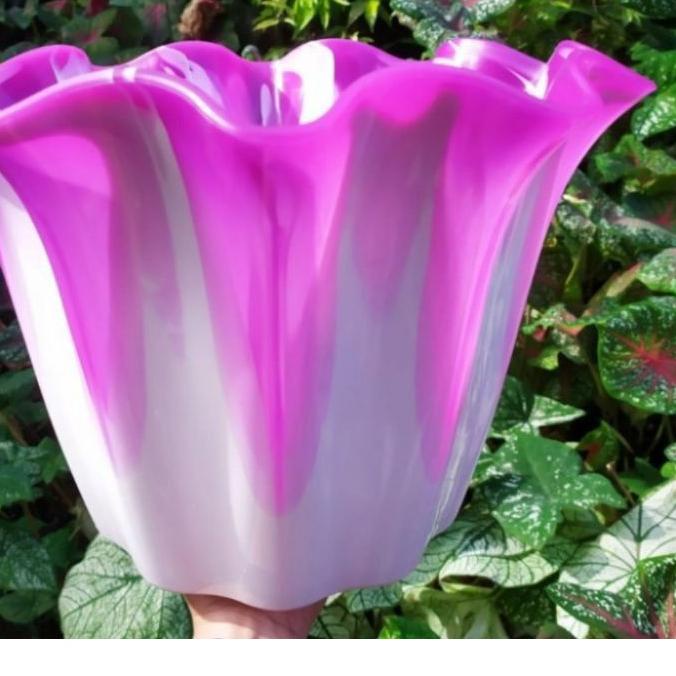 POT BUNGA PRIMADONA JUMBO 40 PUTIH CANTIK