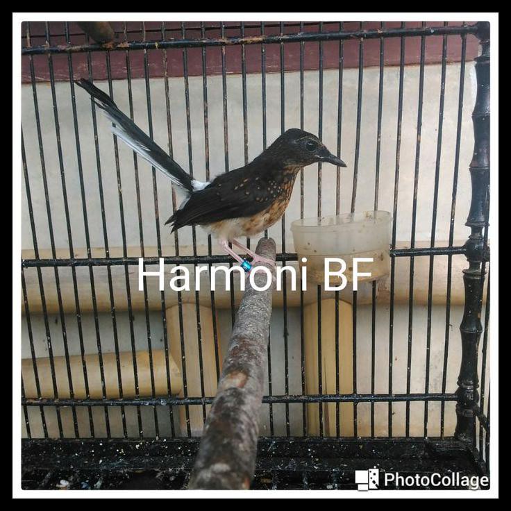 Indh Burung Murai Batu, Anakan Trotol Muray Batu Jantan Free Ongkir Kode 1012