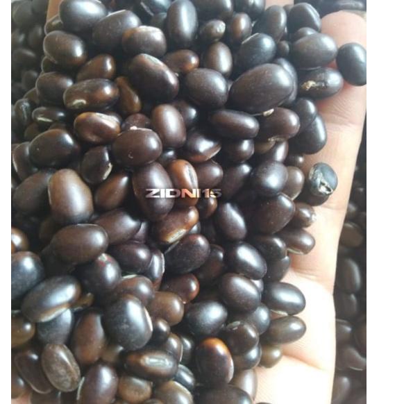 Spesial Minggu Ini 250 gram benih biji kacangan MB Lokal (Mucuna Bracteata)  / Cover Crops