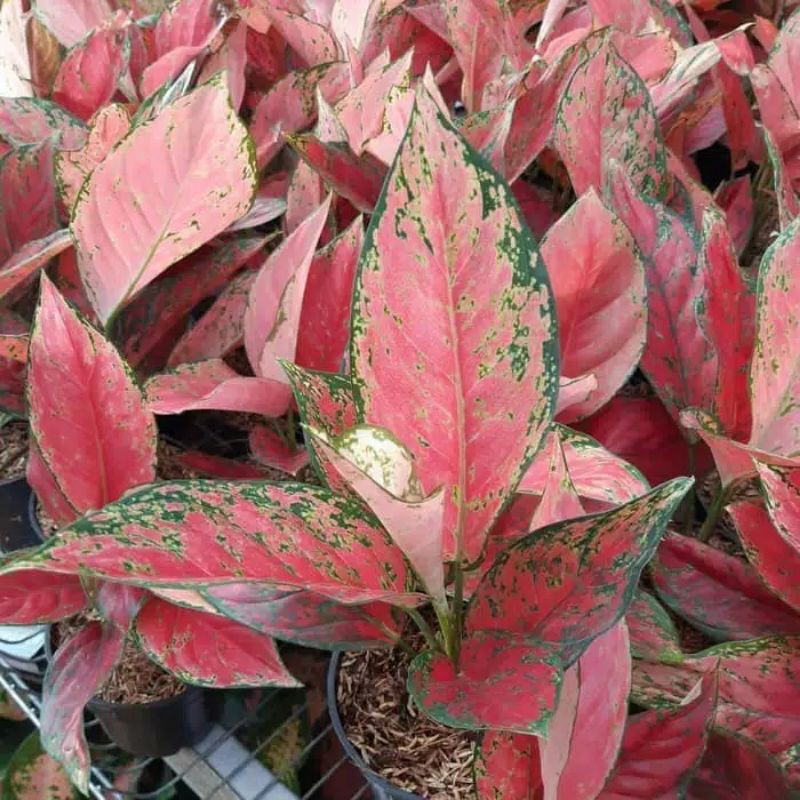 tanaman hias aglonema venus / aglonema venus / venus / aglo remaja / aglonema