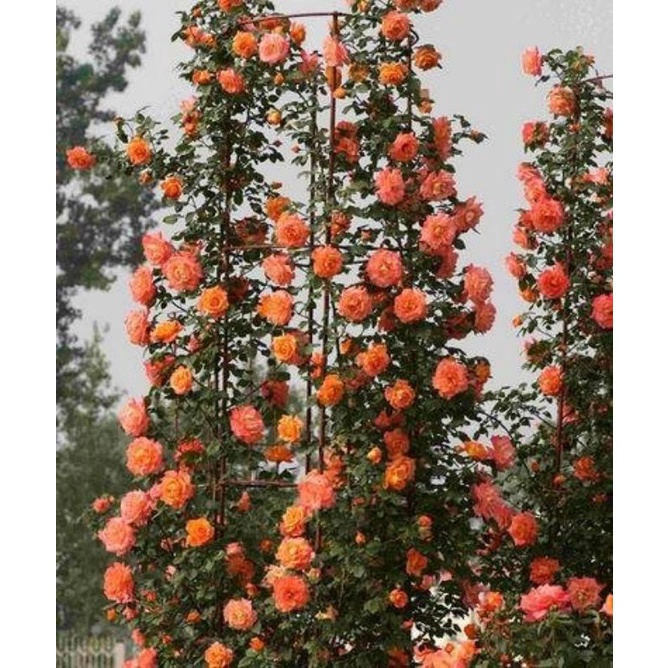 bibit bunga mawar rambat hidup cod