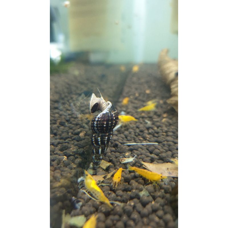 Rabbit Snail Sulawesi (Keong Sulawesi)