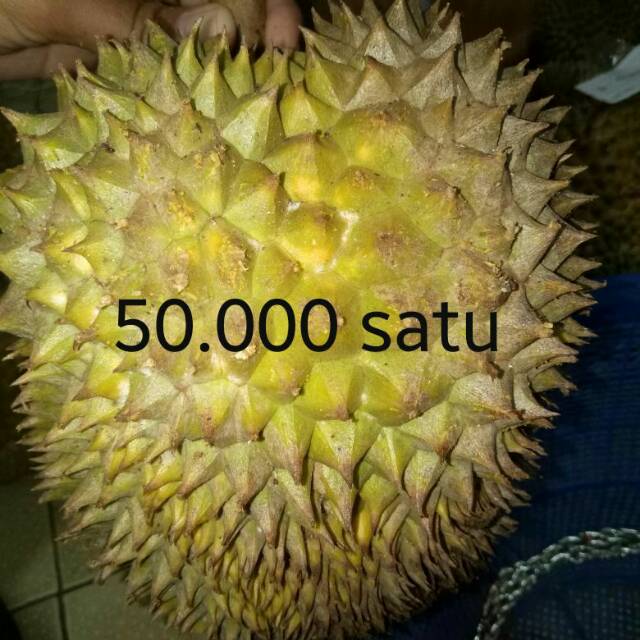 

Durian karang bayan lingsar