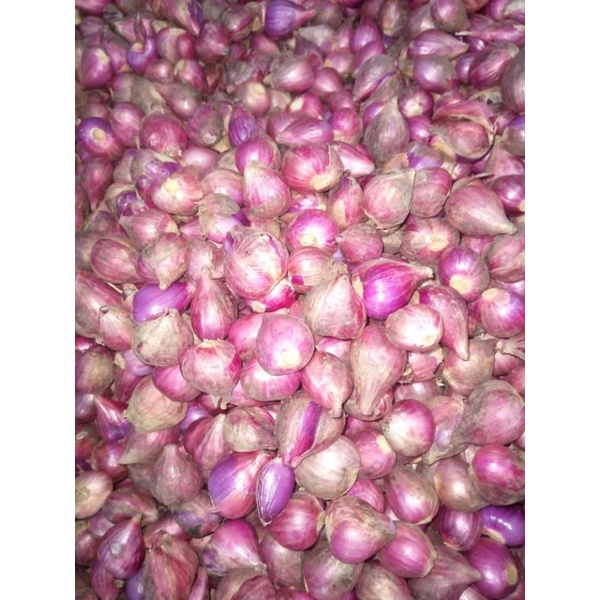 BAWANG MERAH LOKAL BREBES UKURAN BESAR 1 KG