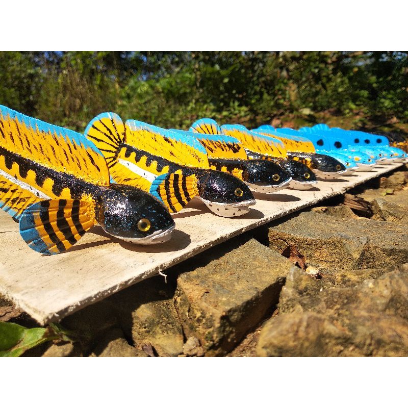 patung channa auranti,blue pulchra,limbata,maru, real pict