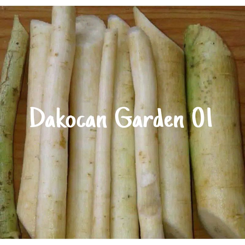 

READY AKAR PEPAYA SEGAR-AKAR GANDUL SEGAR 1KG MURAH