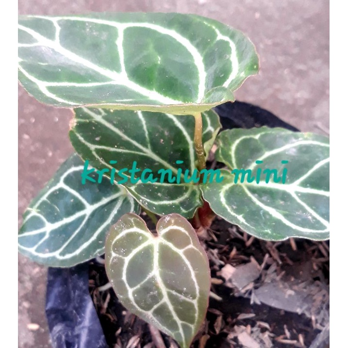 

Anfhorium kuping gaja mini.