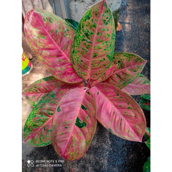 aglaonema bigroy mutasi // aglaonema bigroy merah // aglaonema bigroy