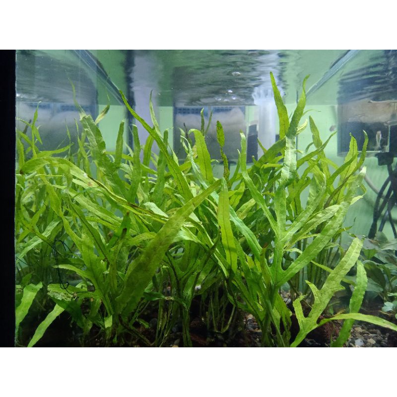 Kadaka Trident Mini Lempeng Batu Tanaman Aquascape Low Co2 murah