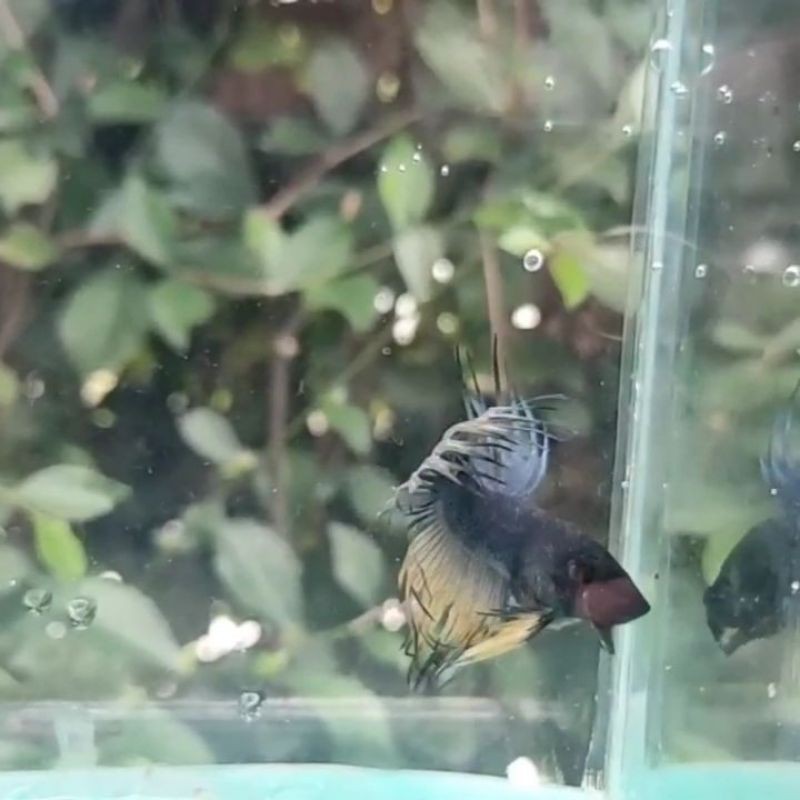 Ikan Cupang Crowntail Blue Black Mustard Gas