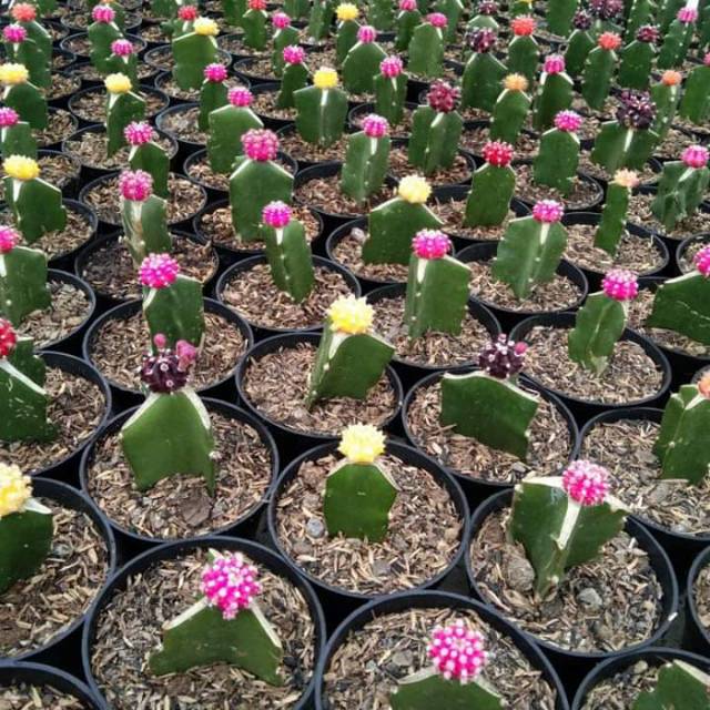 kaktus gymno import mini