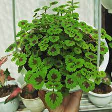 Tanaman hias miana mini tanaman hias hidup miana mini tanaman hias rambat miana mini tanaman mianan 