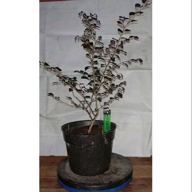 Bibit Serut Merah/Pitaloka