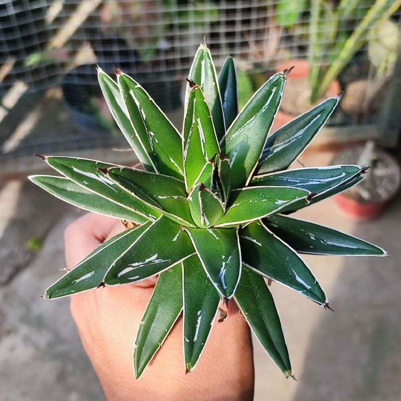 Sukulen Agave victoria reginae