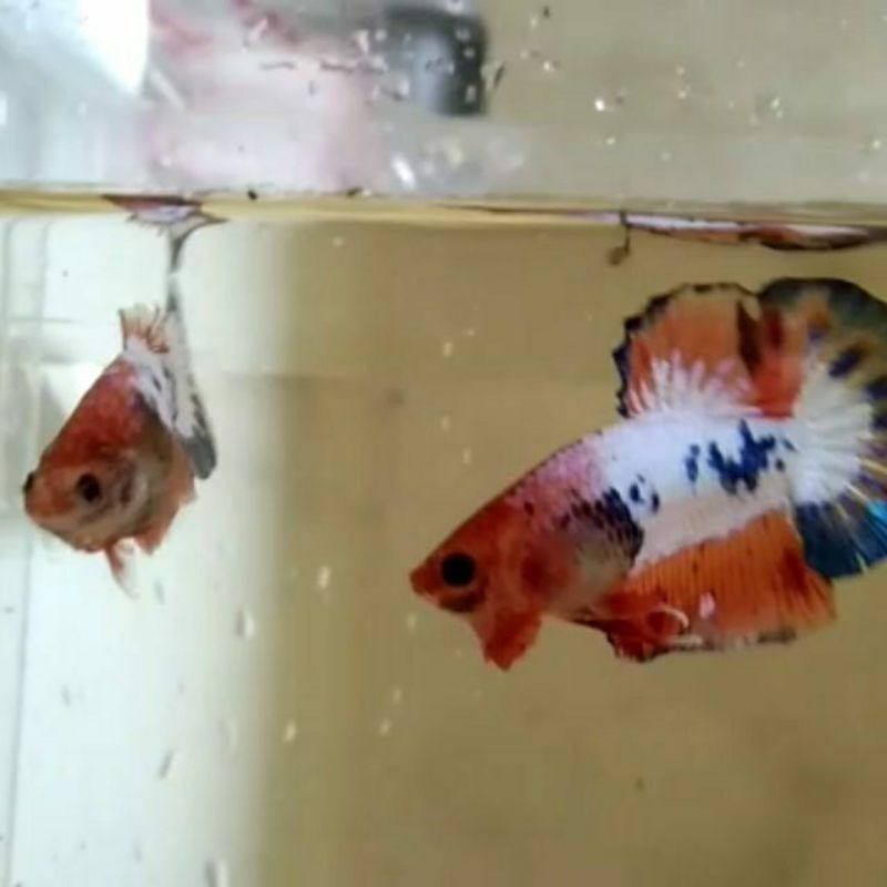 Ikan cupang whites scale indukan top grade