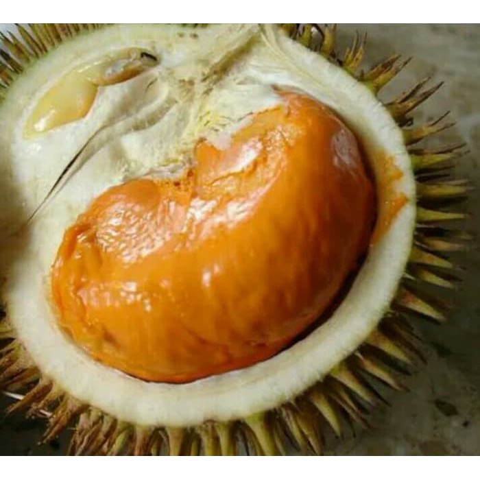 BIBIT POHON DURIAN LAY