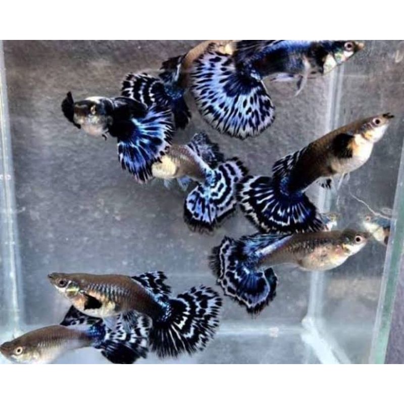 Ikan Hias Guppy Blue Ivory