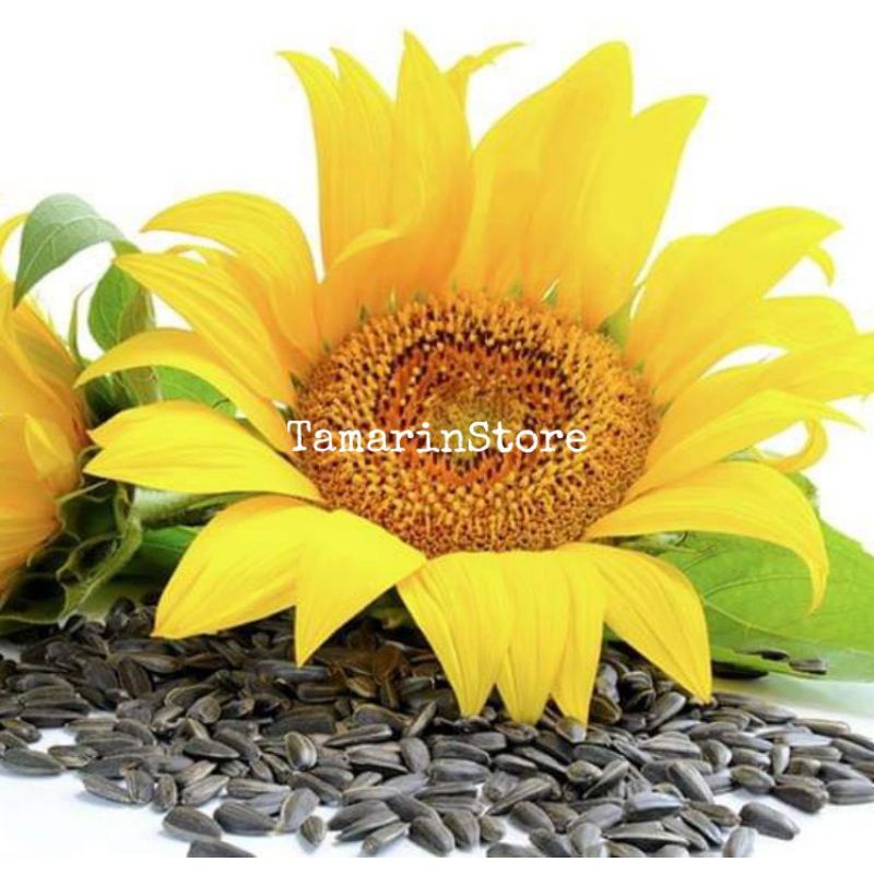 Biji / Benih / Bibit - Bunga matahari Sun Flower