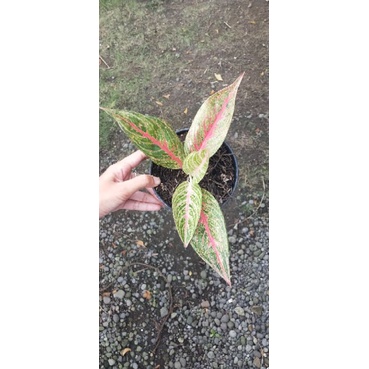 Aglaonema Red Legacy real pict