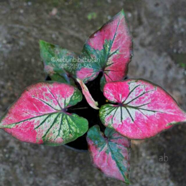 Caladium Silky Remaja Keladi Hias Thailand Shopee Indonesia