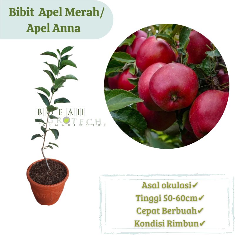 Bibit Apel Anna / Apel Merah Asli (Okulasi)