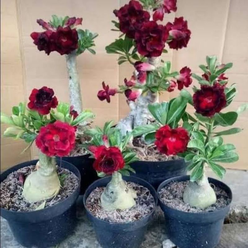 Bibit bunga kamboja/adenium Merah Maroon