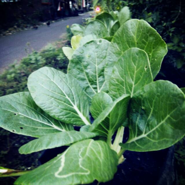 Benih sawi batang putih dakota