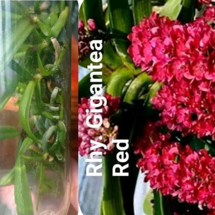 botolan rhy gigantea