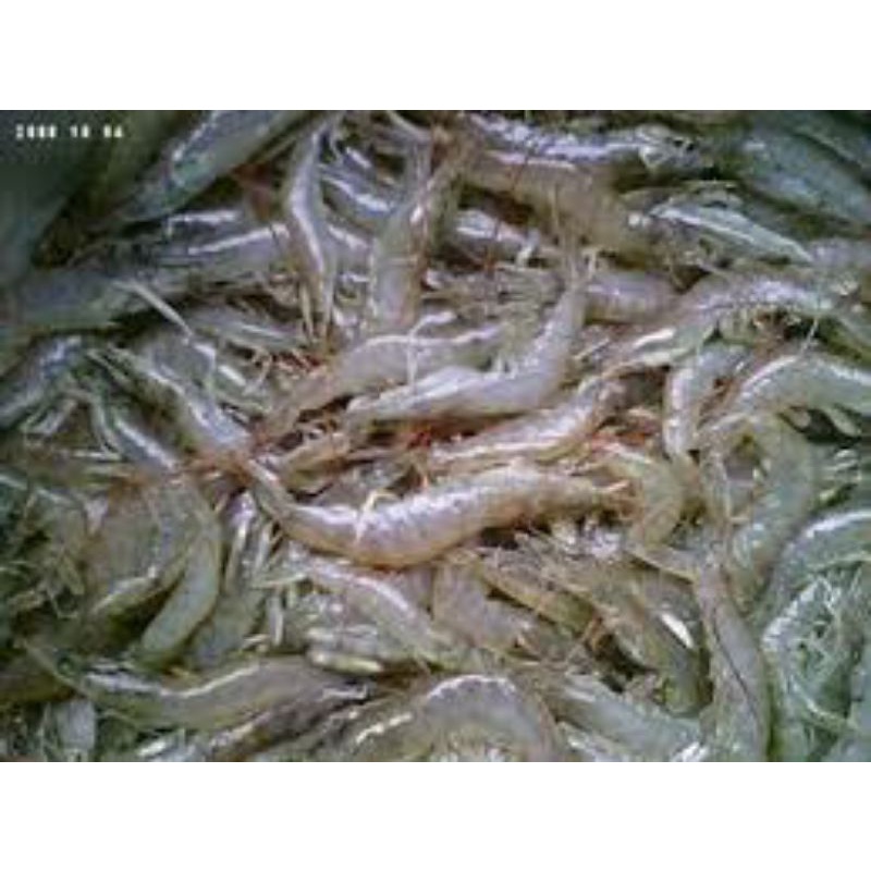 

Udang Vanami Sedang size 80-90/kg