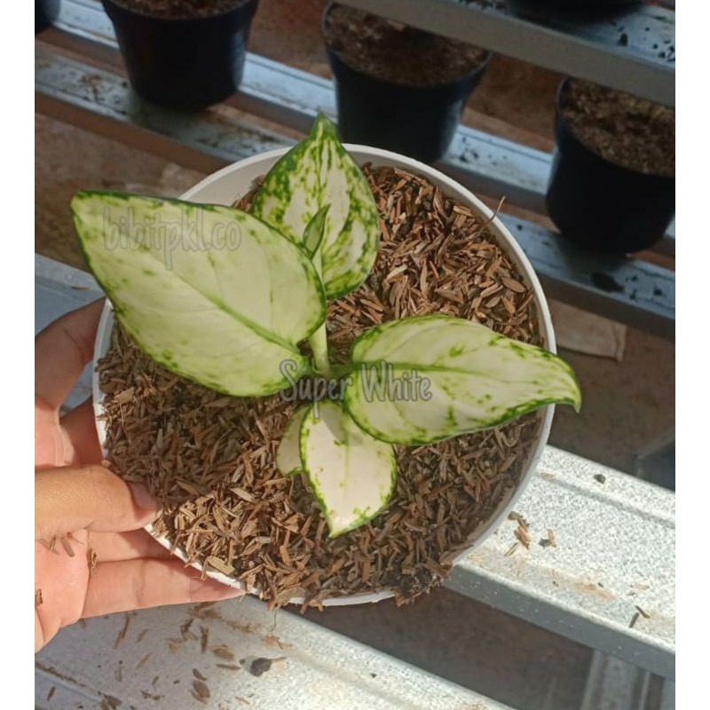 aglonema super • aglonema super white