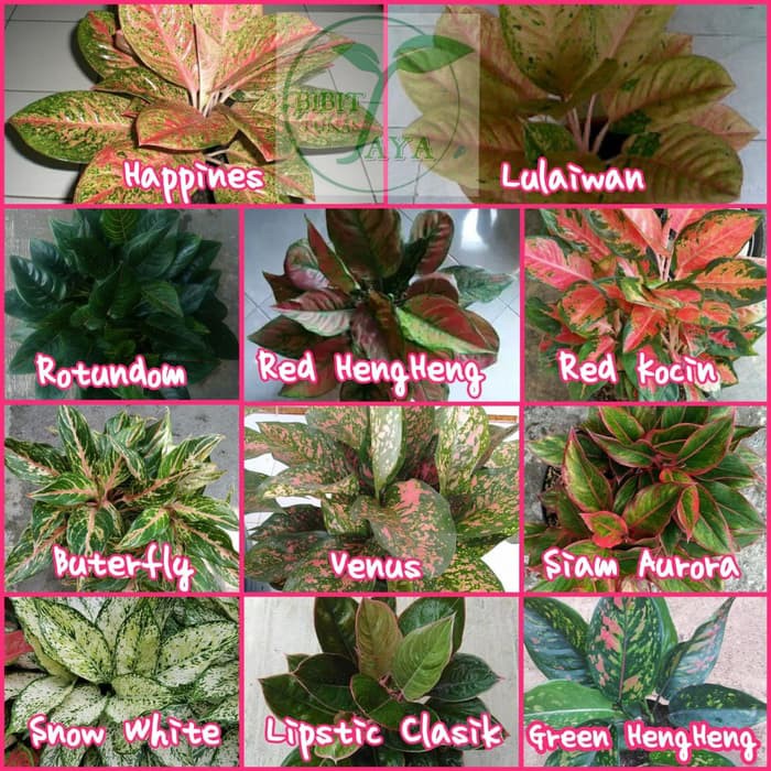 Paket Tanaman Bunga hias aglonema 11 macam
