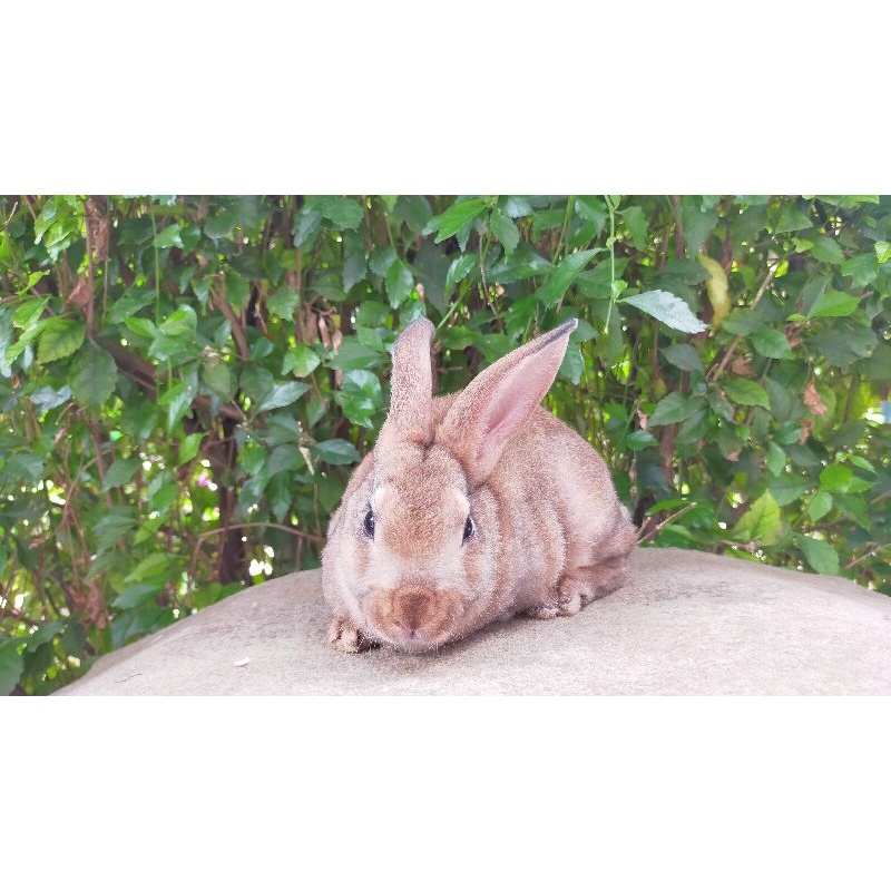 anakan kelinci hias mini rex