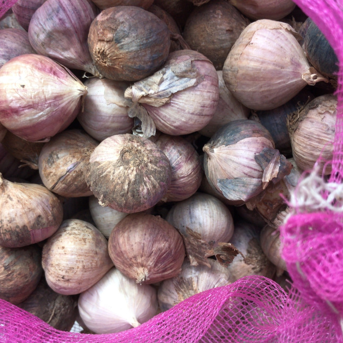 Bawang Putih Tunggal Super