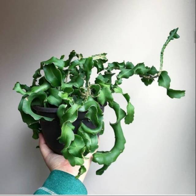 Tanaman hias gantung Wijaya Kusuma keriting - Wijaya Kusuma unik