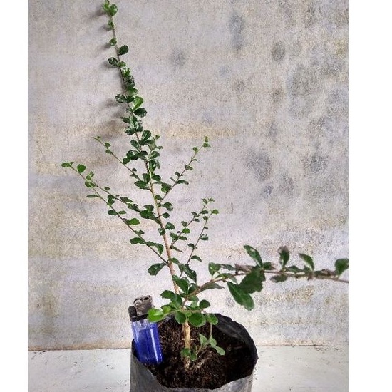 BIBIT BONSAI HOKIANTI / HOKIANTEA SUDAH AKAR