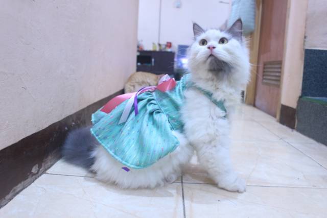 Dress motif hijau toska lucu untuk kucing dan anjing / baju kucing murah size S-XL