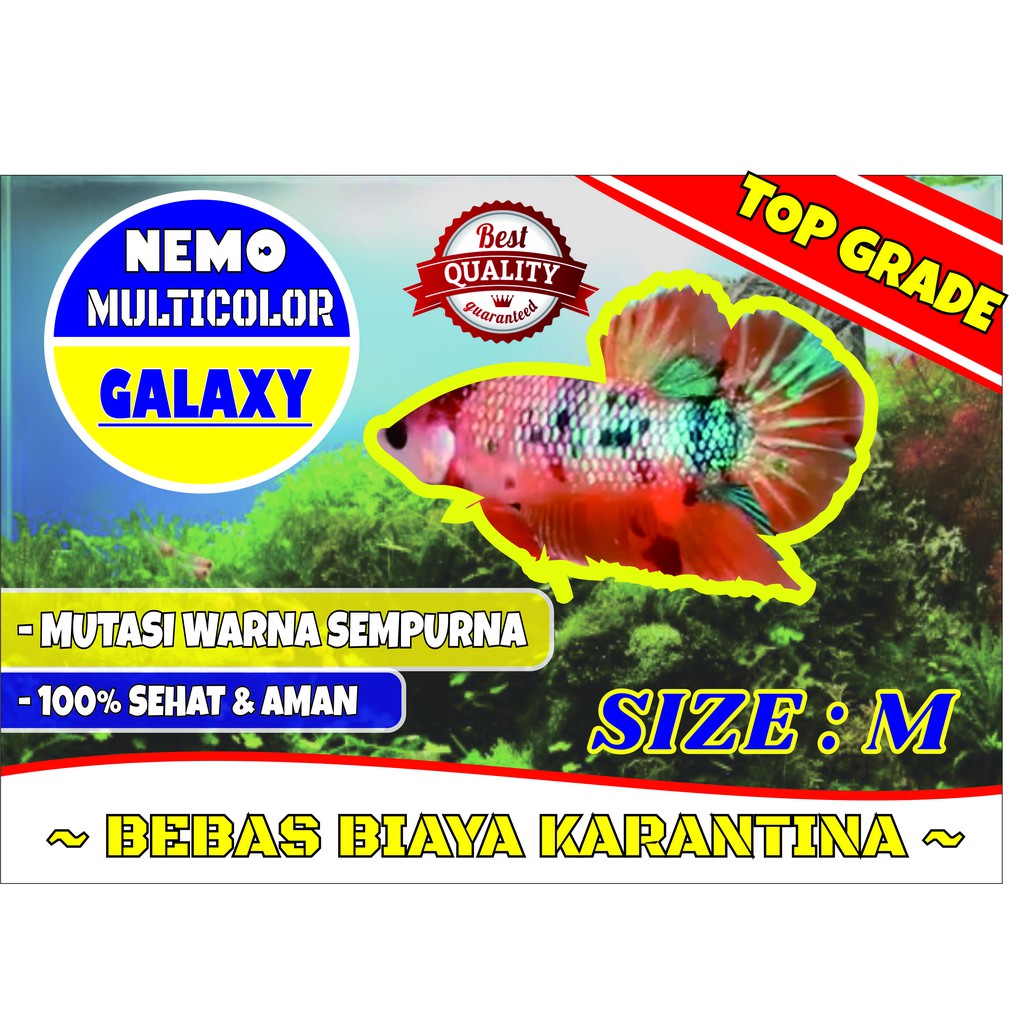 Cupang Nemo Galaxy Multicolor Size M ~ Cupang Nemo ~ Cupang Murah