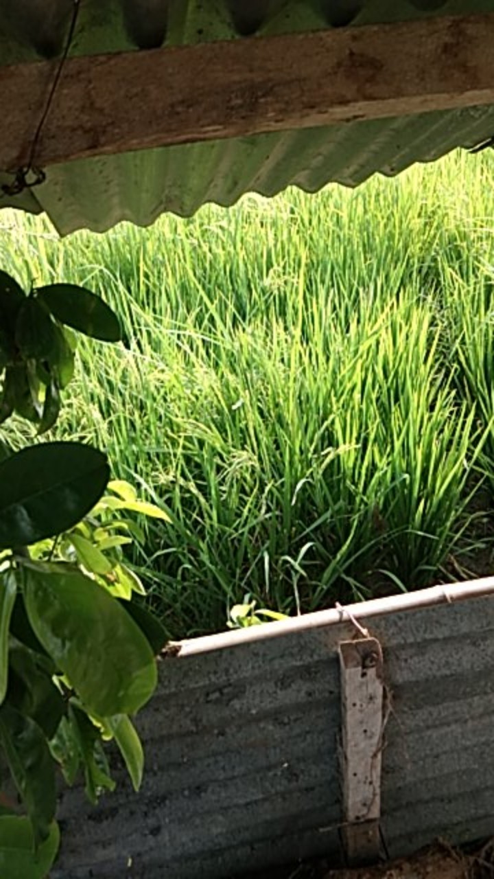 Zpt Gibgro Panen Memperbanyak Bulai Dan Isi Buah   Kemasan 1g