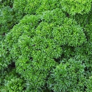 Benih Bibit Parsley Hijau Moss Curled 20 Benih Dua Ribuan PG KDR