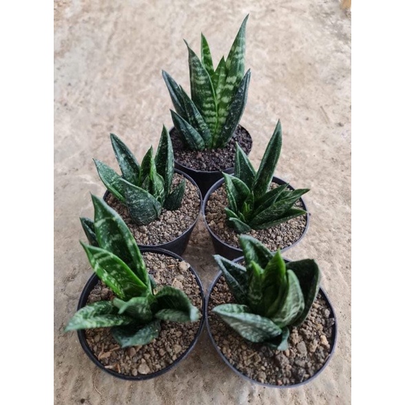 Sansevieria  trifasciata Creasted(Gaster)