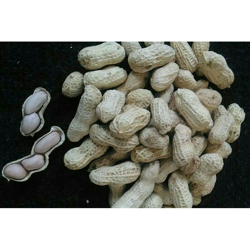 

Kacang asin / kacang oven / kacang garing / kacang tanah