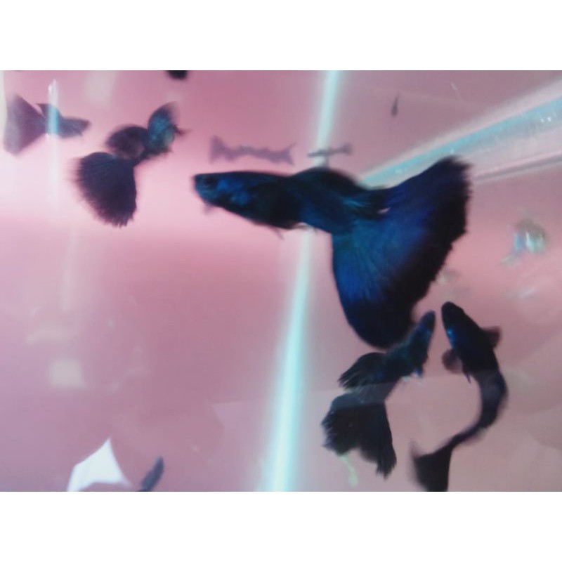 ikan guppy black moscow