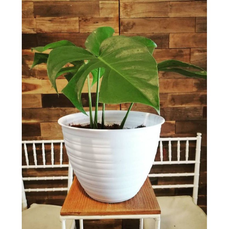 Tanaman hias monstera deliciosa - monstera deliciosa - monstera